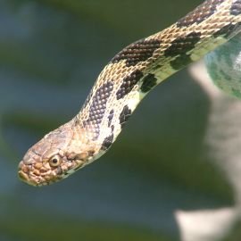 Brake for Snakes